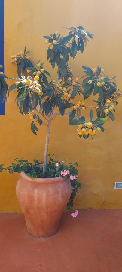 Casa Maestro Lelo - Acogedora Casa Rural Canaria Con Patios Y Jardines De Flores Las Palmas de Gran Canaria Bagian luar foto